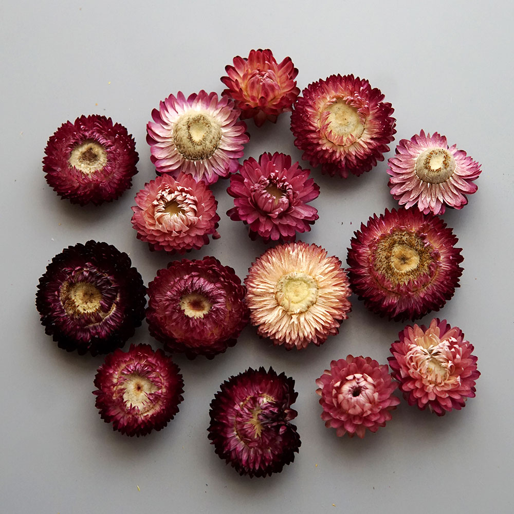 Natural Dried Colorful Chrysan - Candle Making Experience 评论和价格